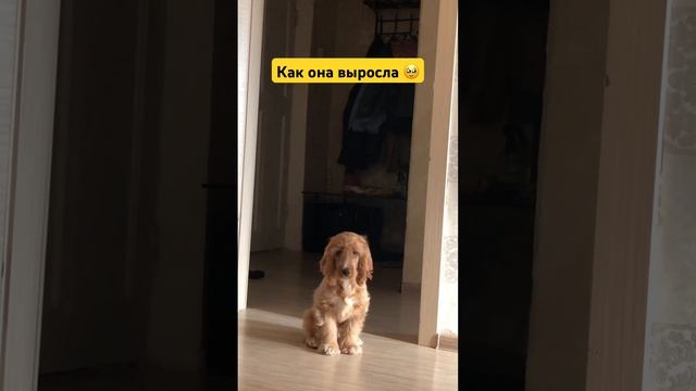 Ну вы только посмотрите ? #собака #собаки #спаниель #dog #dogs #spaniel #cockerspaniel #spaniels