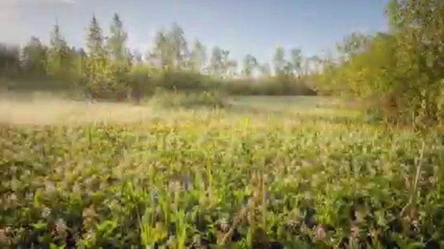 «12 писем о любви». Письмо седьмое. Аполлон Майков - Анне Майковой. #семейныйальбом