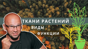 Ткани растений. Биология 6 класс. Функции. Виды тканей_ проводящая, покровная, образовательная. ЕГЭ