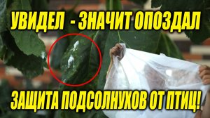 Защищаем подсолнухи от птиц, а то весь урожай сожрут