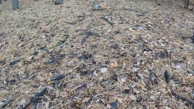 Пушистая серая белка. Кормление белок Парк Танаис Воронеж короткое видео часть 17 смотреть онлайн