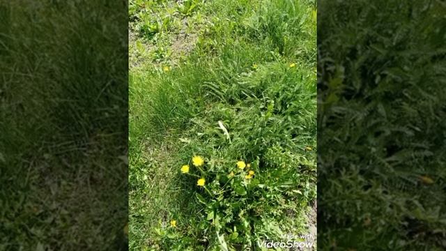 Снится мне деревня - Родина моя. смотреть онлайн