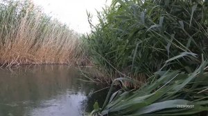 Ловля сома на крючки