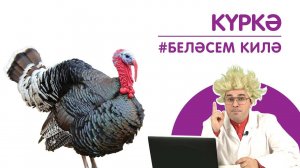 Күркә / Индейка / А turkey