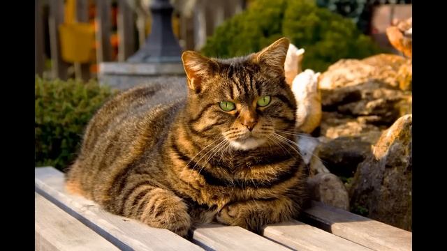 Ченнелинг Удаление негативных программ кота смотреть онлайн