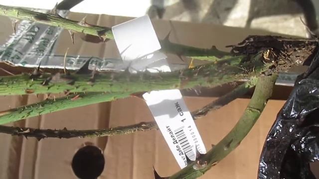 Поступила роза Дабел Делайт смотреть онлайн