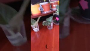 Правильный уход за фиалками