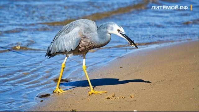 Цапля. Энциклопедия для детей про животных. Реки и Озёра смотреть онлайн