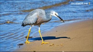 Цапля. Энциклопедия для детей про животных. Реки и Озёра