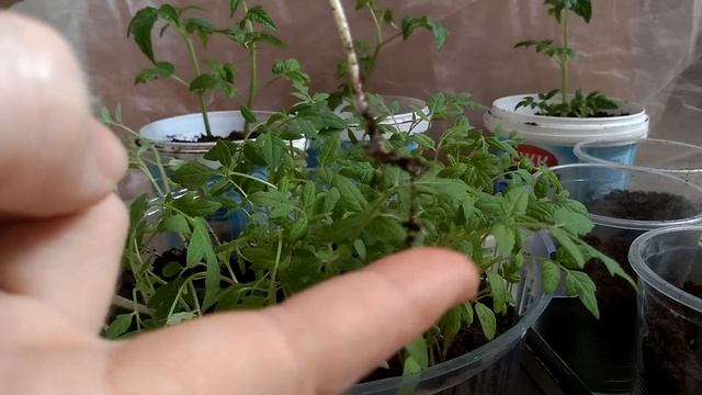 Пошаговая пикировка томатов