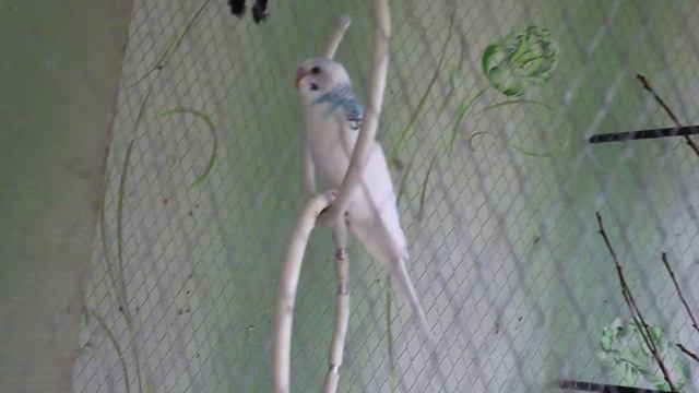 Волнистый попугай.Какое я приняла решение?