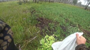 Видео с фотоловушки, закормили кабана. Проект Привада на кабана. Серия №5