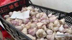 В Костромской области в промышленных масштабах начинают выращивать чеснок