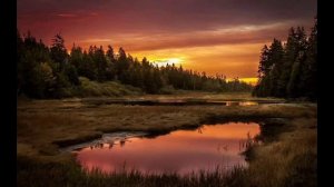 Звуки вечернего леса