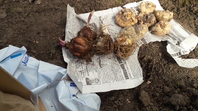 Первый посев в теплицу.Пришла посылка. смотреть онлайн