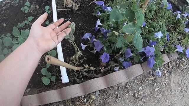 Gardening - Garden Update 24 Month N What Is New In The Garden N What Has Changed QL N More смотреть онлайн