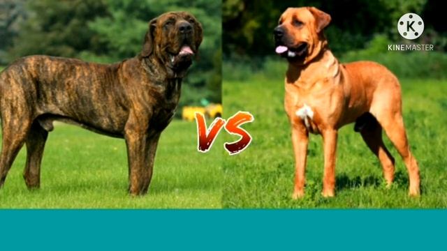 КТО СИЛЬНЕЕ?БРАЗИЛЬСКИЙ ФИЛА ПРОТИВ ТОСА-ИНУ!//БАТЛ СОБАК//(ANIMALS BATTLE BIT) смотреть онлайн