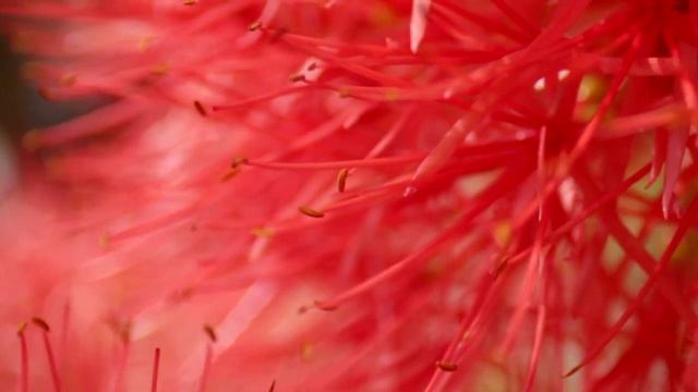 Scadoxus Multiflorus-Blood lily смотреть онлайн