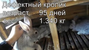 родственное спаривание кроликов инбридинг 3 месяца вес кроликов часть 6