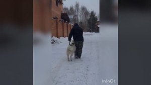 Обучение щенка Алабая команде рядом. Озария.