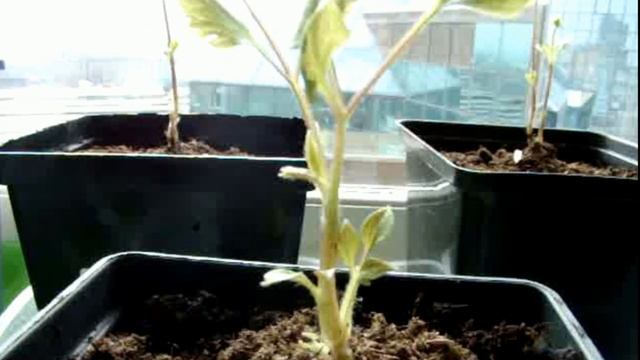 Клематисы. Саженцы. Колорлайн