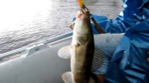 Троллинг судака на Ахтубе