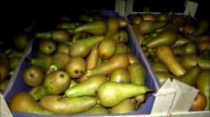Как хранить груши в домашних условиях, чтобы они остались полезными и вкусными