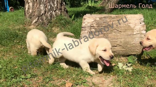 Щенки Лабрадоров и Ретриверов " Шармель Голд". 2018г. смотреть онлайн