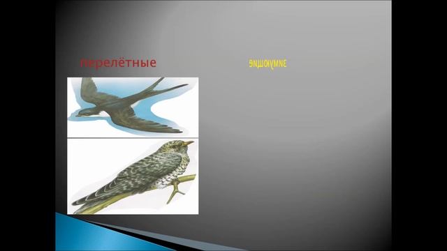 Видеоурок по окружающему миру. Тема: "Как помочь птицам зимой?". Учитель: Галлямова Лилия Забитовна