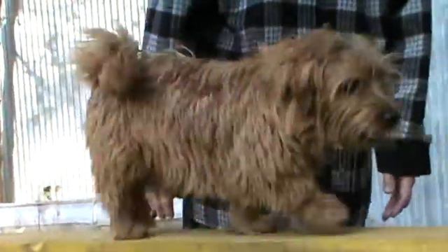 Маленькие собачки тоже умеют ходить по буму смотреть онлайн