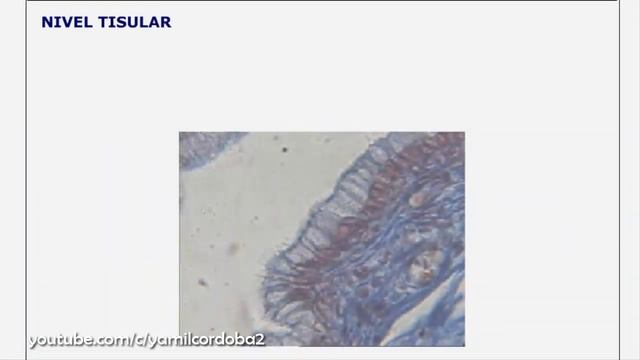 Niveles de organización interna de los seres vivos смотреть онлайн