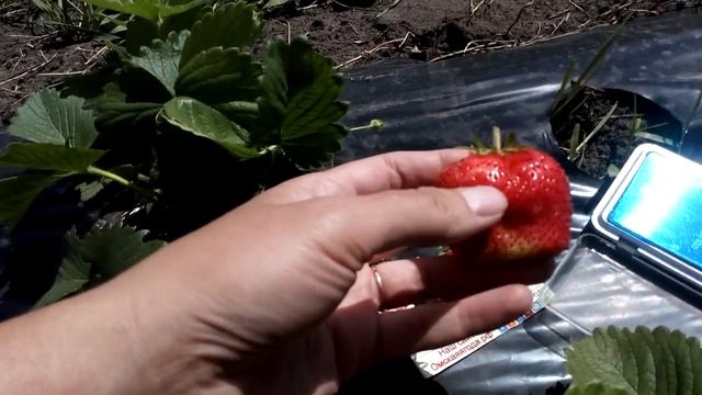 Сорт-гигант клубники ЧАМОРА ТУРУСИ Ферма "Омская Ягода" смотреть онлайн
