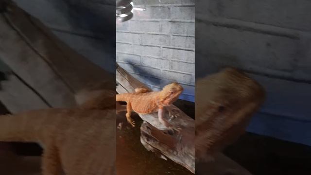 спатифиллум домино