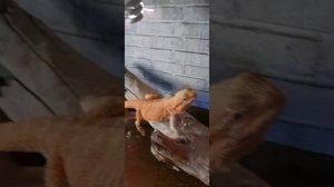 спатифиллум домино