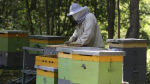 Один день на пасеке... Как обстоит быт пчеловода?