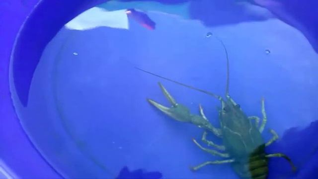 Речной рак. смотреть онлайн