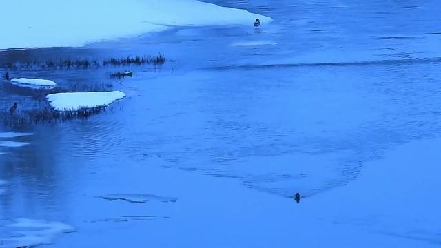 Кряквы на реке