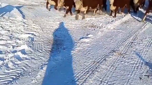 Коровы, подготовка к осеменению. Герефордская порода КРС.
