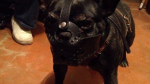 Намордник на заказ, на злого французского бульдога.