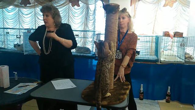 выставка кошек 16.11.2014 Темиртау смотреть онлайн