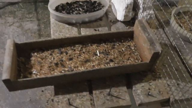 Пророщенные семечки. смотреть онлайн