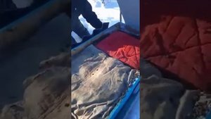 Зимовка пчел в апидомике, на открытом воздухе и в омшаннике.