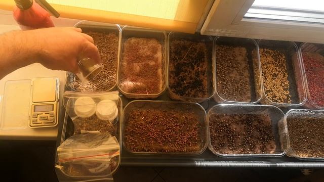 Выращивание микрозелени в домашних условиях  (День 2)