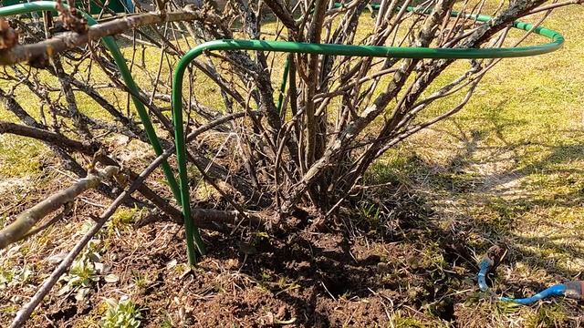 Весенние работы в саду и огороде ПОШАГОВО | Открываем новый дачный сезон | Весенние работы на даче