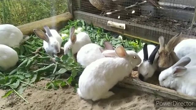 Кролики. Вольерное содержание. смотреть онлайн