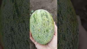 Контролируем созревание дыни