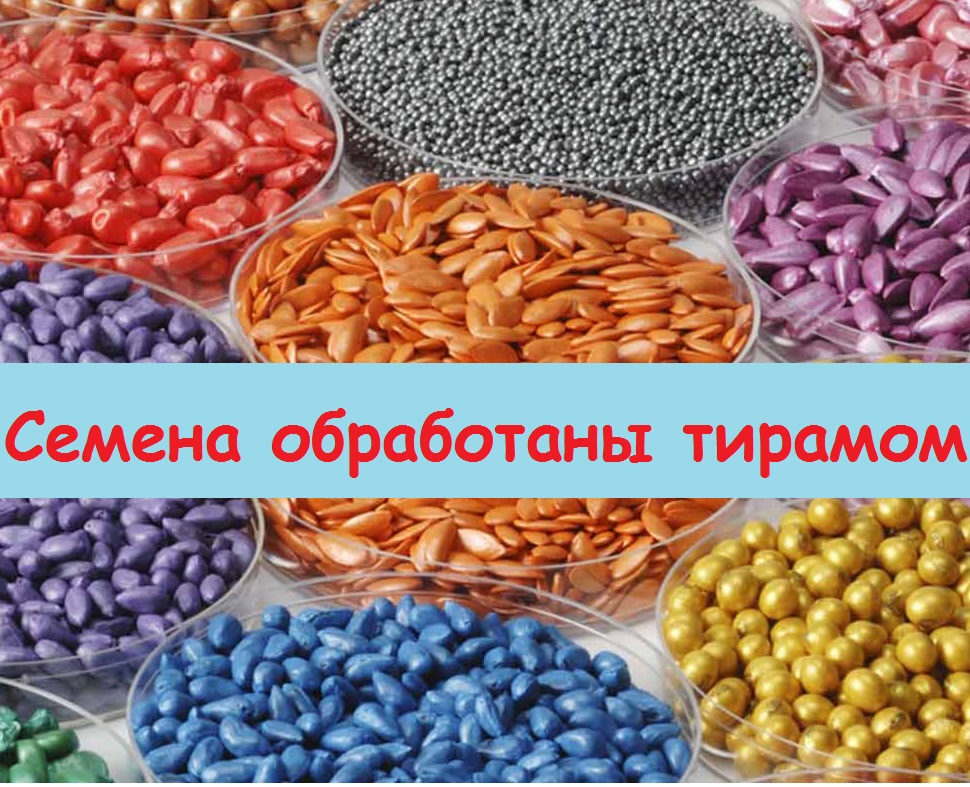 Оранжевые и синие семена огурцов - что это значит и для чего нужна такая окраска