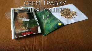 Травка для кошек. Как посеять траву для кошек без земли.