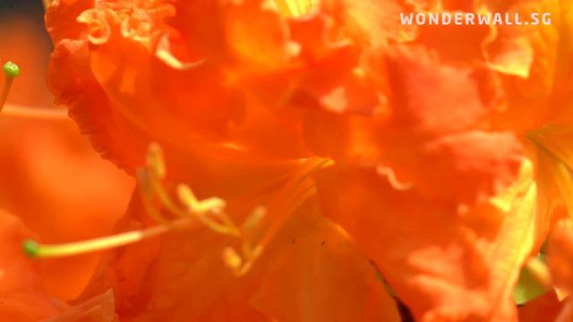 Rhododendrons Take Centrestage At Gardens By The Bay This October смотреть онлайн