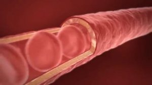 АЛОЭ ВЕРА. Удивительные целебные свойства